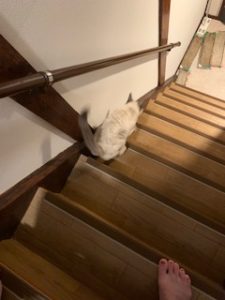 階段おりるとこ